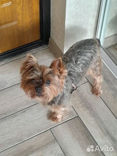 Передержка домашних животных