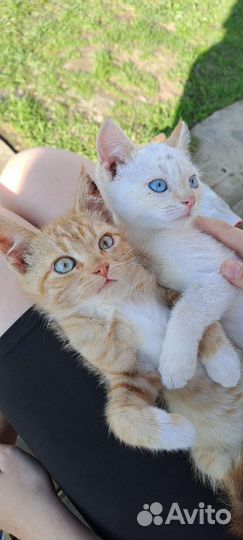 Котик в добрые руки бесплатно