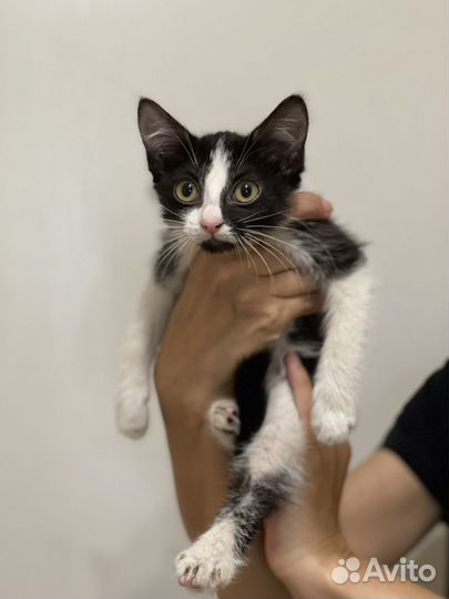 Котенок в поисках семьи