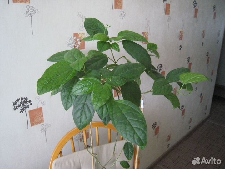 Клepoдeндрум Toмпcaнa