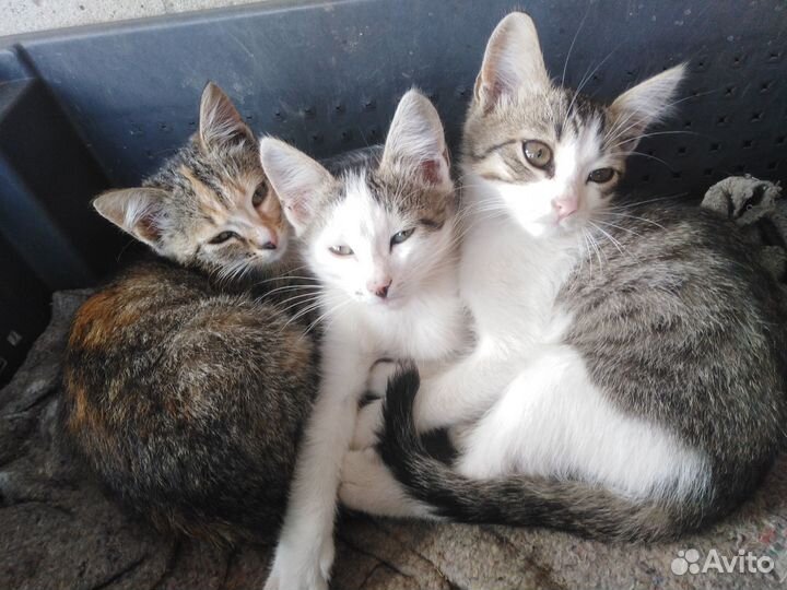 Котята в добрые руки, мальчики