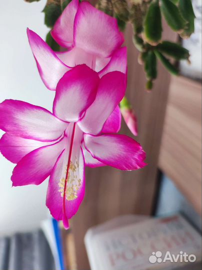 Декабрист шлюмбергера