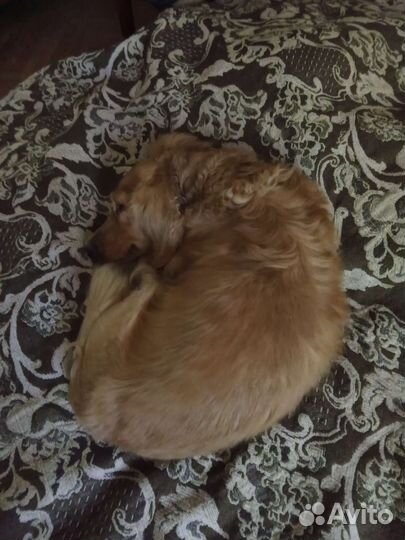 Мужчина таксы для вязки