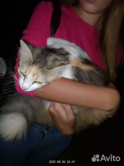 Кошки в добрые руки