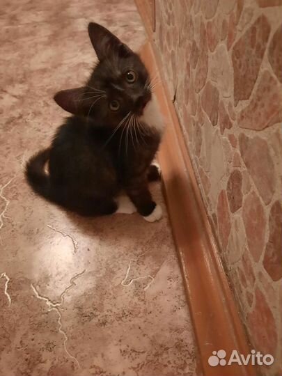 Котята мальчик и девочка