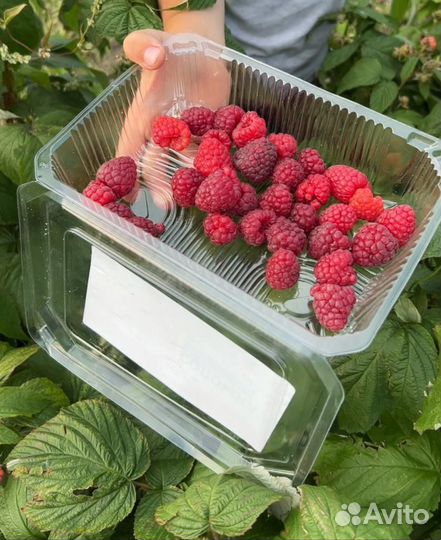 Ремонтантная малина