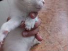 Котенок в добрые руки бесплатно объявление продам