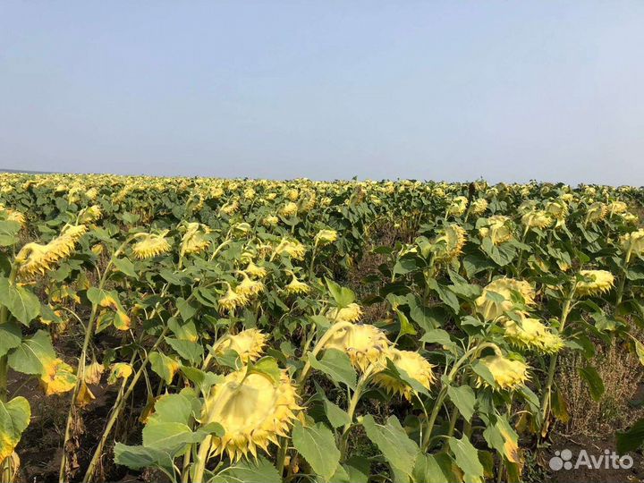 Нсх 6054 подсолнечник Экспресс ультраранний