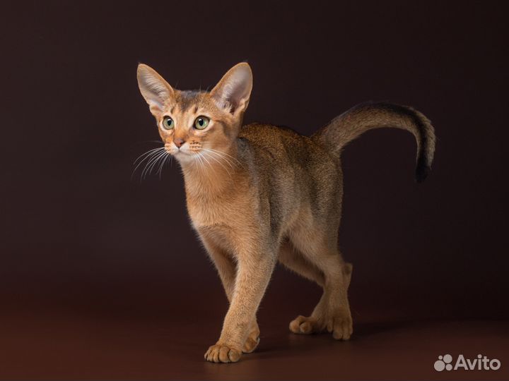 Абиссиночка