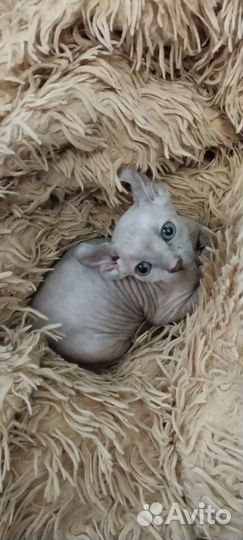 Котята Эльфы