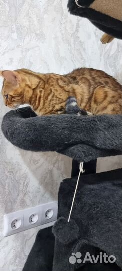 Бенгальские котята