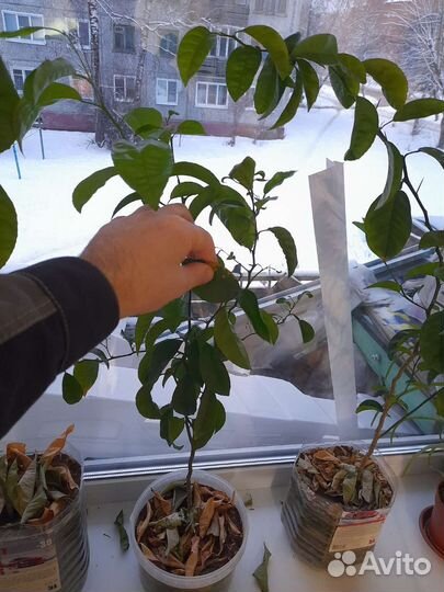 Мандариновое и авокадо дерево