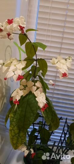 Клеродендрум томпсон