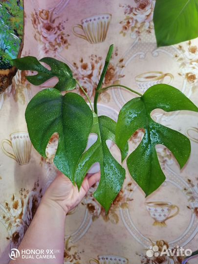 Много домашних растений, часть 2