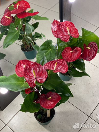 Антуриум красный
