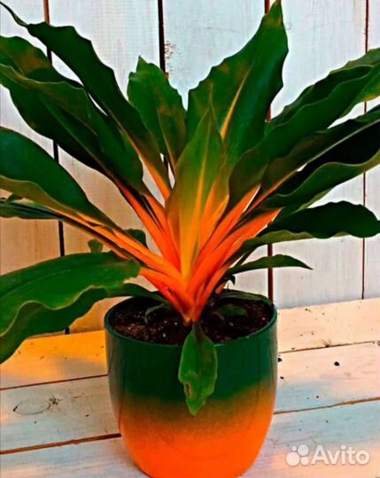 Хлорофитум оранж
