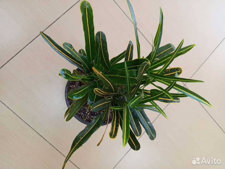 Кодиеум кротон 2 шт в горшке 4.5 л