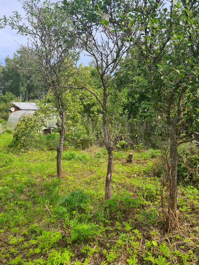 Участок 5,5 сот. (СНТ, ДНП)