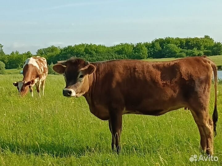 Искусственное осеменение коров и тёлок