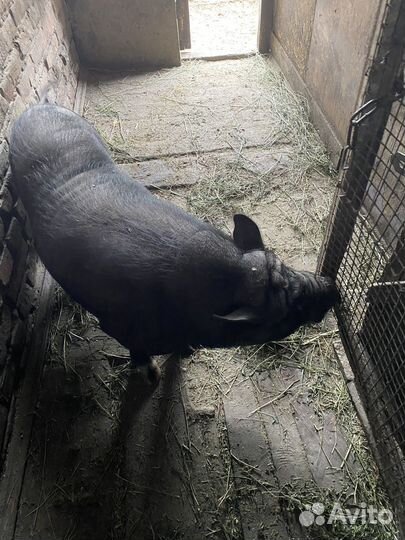 Вьетнамский вислобрюхий хряк