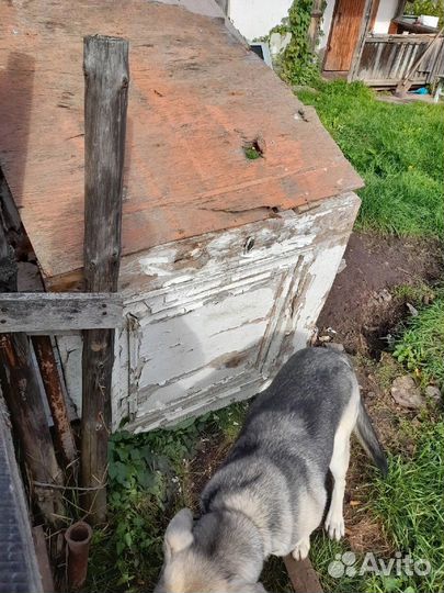 Джек не заслуживает такой участи