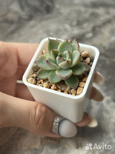 Редкие суккуленты