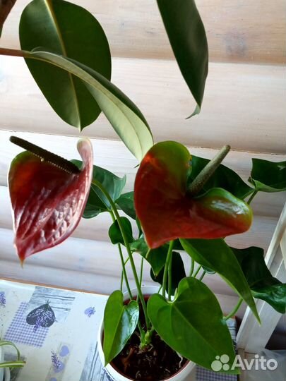 Антуриумы разные