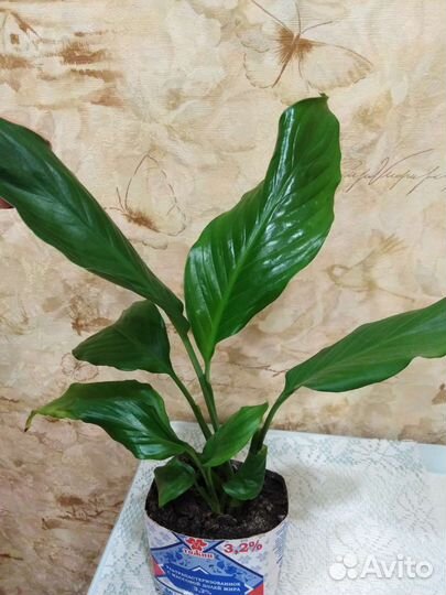 Спатифиллум