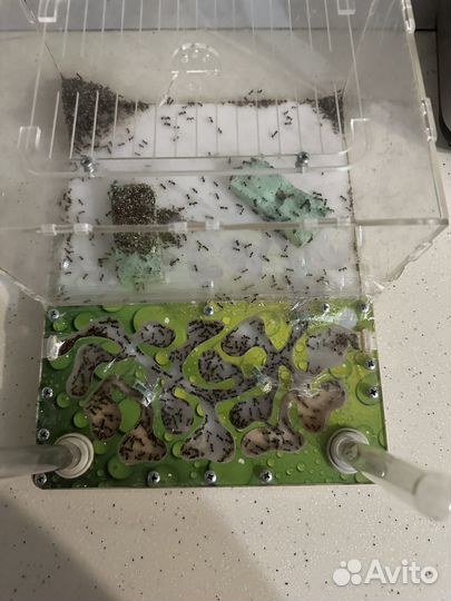 Муравьиная ферма с муравьями