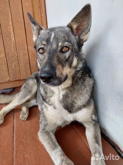 Лютик продолжает ждать семью