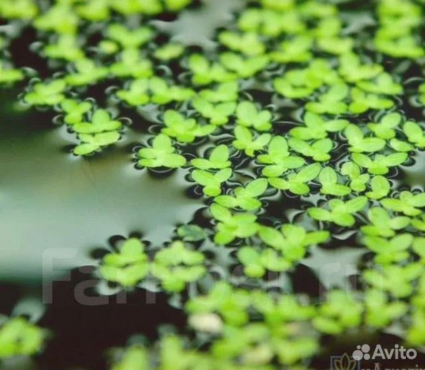 Ряска для аквариума