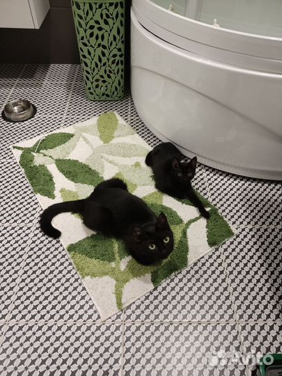 Котёнок девочка в добрые руки