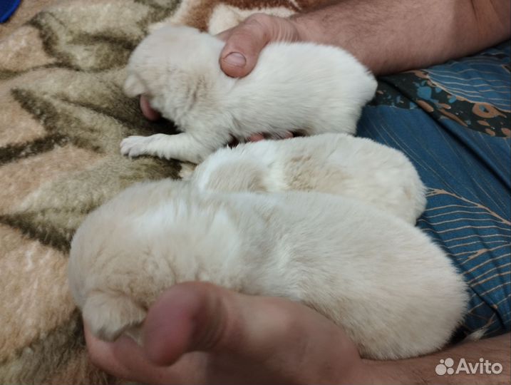 Щенки в добрые руки