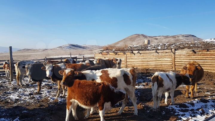 Участок 25 сот. (СНТ, ДНП)