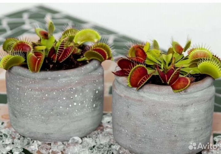 Венерина Мухоловка Dionaea Muscipula семена