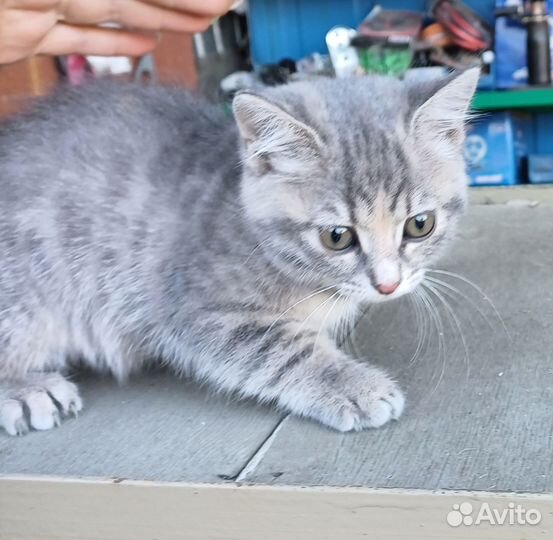 Котята в добрые руки даром бесплатно