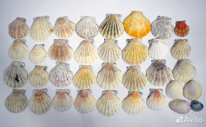 Морские ракушки 60 шт + 2 морские звезды
