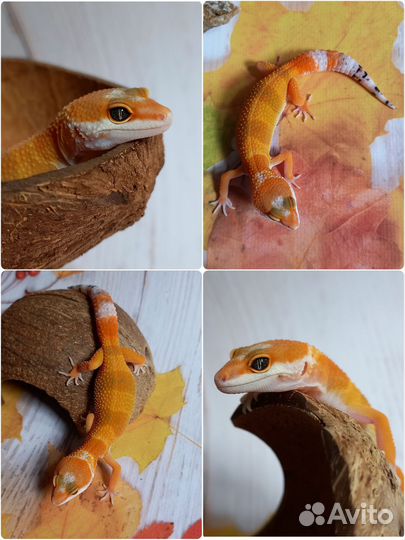 Эублефары Blood