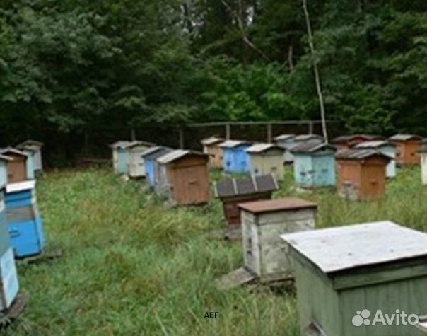 Мёд 24 года Алтайский опт