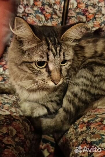 Кошечка-красавица в любящие руки