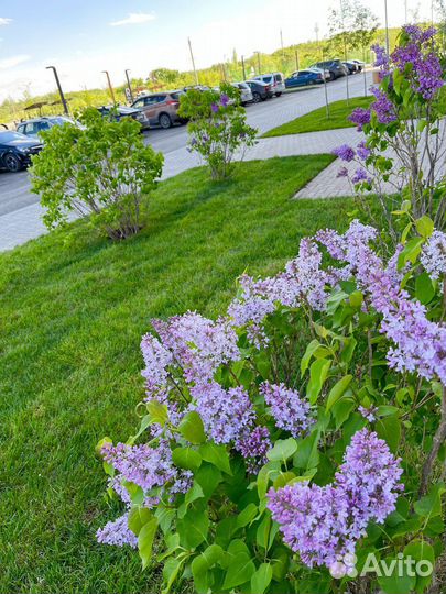 Рулонный газон и система Автополива