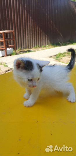 Котята ищут дом