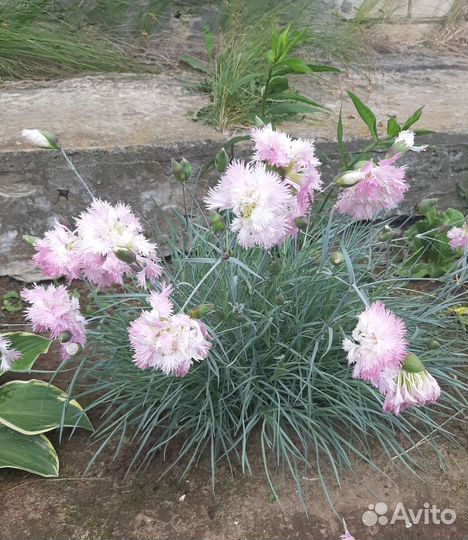 Цветы многолетние