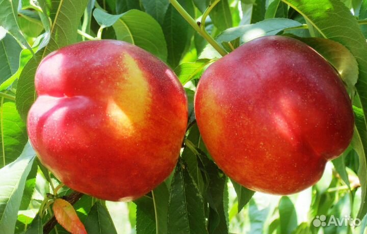 Саженцы Колоновидного Нектарина Роман