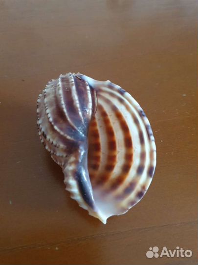 Морская ракушка раковина Арфа