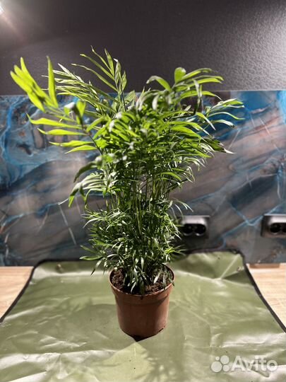 Хамедорея элеганс