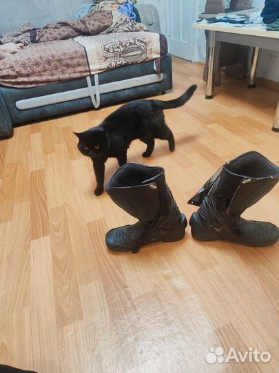 Мотоботы Held