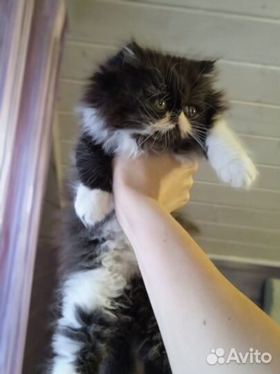 Персидский кот вязка