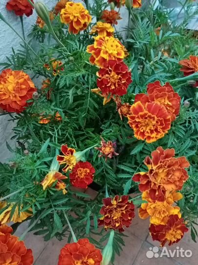 Букет из бархоток