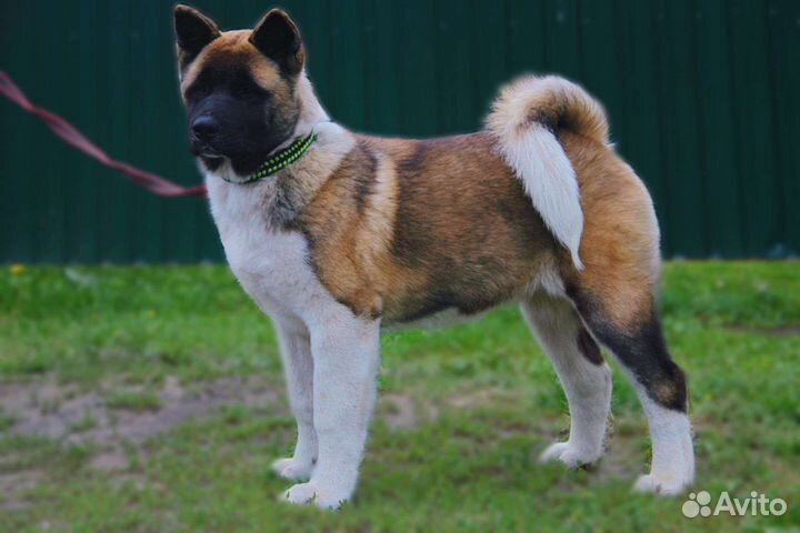 Щенки американской акиты